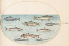 Animalia Aqvatilia et Cochiliata (Aqva): Plate XLII, c. 1575/1580. Creator: Joris Hoefnagel