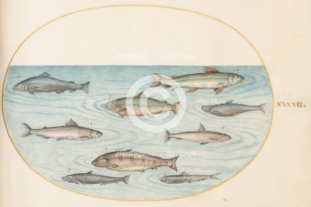 Animalia Aqvatilia et Cochiliata (Aqva): Plate XLII, c. 1575/1580. Creator: Joris Hoefnagel.