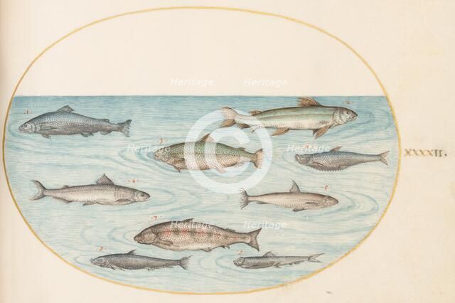 Animalia Aqvatilia et Cochiliata (Aqva): Plate XLII, c. 1575/1580. Creator: Joris Hoefnagel.