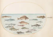 Animalia Aqvatilia et Cochiliata (Aqva): Plate XLIII, c. 1575/1580. Creator: Joris Hoefnagel