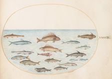 Animalia Aqvatilia et Cochiliata (Aqva): Plate XLIII, c. 1575/1580. Creator: Joris Hoefnagel