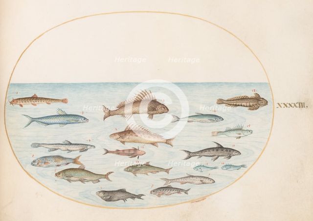 Animalia Aqvatilia et Cochiliata (Aqva): Plate XLIII, c. 1575/1580. Creator: Joris Hoefnagel.