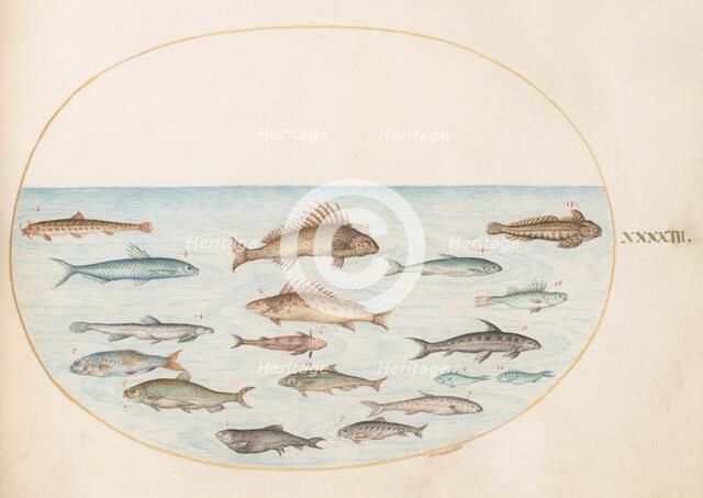 Animalia Aqvatilia et Cochiliata (Aqva): Plate XLIII, c. 1575/1580. Creator: Joris Hoefnagel.