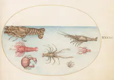Animalia Aqvatilia et Cochiliata (Aqva): Plate XLV, c. 1575/1580. Creator: Joris Hoefnagel