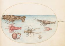 Animalia Aqvatilia et Cochiliata (Aqva): Plate XLV, c. 1575/1580. Creator: Joris Hoefnagel