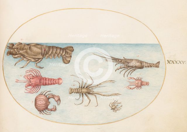 Animalia Aqvatilia et Cochiliata (Aqva): Plate XLV, c. 1575/1580. Creator: Joris Hoefnagel.