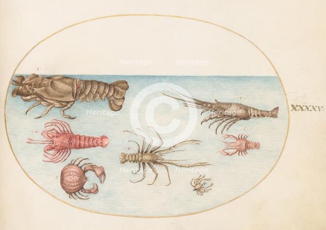 Animalia Aqvatilia et Cochiliata (Aqva): Plate XLV, c. 1575/1580. Creator: Joris Hoefnagel.