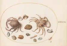Animalia Aqvatilia et Cochiliata (Aqva): Plate XLVI, c. 1575/1580. Creator: Joris Hoefnagel