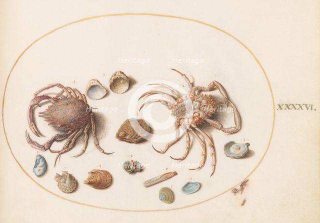 Animalia Aqvatilia et Cochiliata (Aqva): Plate XLVI, c. 1575/1580. Creator: Joris Hoefnagel.