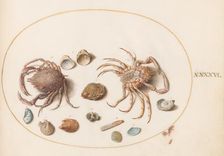 Animalia Aqvatilia et Cochiliata (Aqva): Plate XLVI, c. 1575/1580. Creator: Joris Hoefnagel