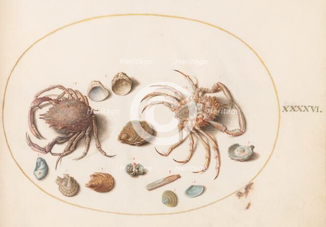 Animalia Aqvatilia et Cochiliata (Aqva): Plate XLVI, c. 1575/1580. Creator: Joris Hoefnagel.