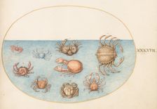 Animalia Aqvatilia et Cochiliata (Aqva): Plate XLVII, c. 1575/1580. Creator: Joris Hoefnagel