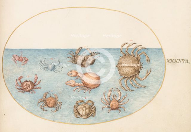 Animalia Aqvatilia et Cochiliata (Aqva): Plate XLVII, c. 1575/1580. Creator: Joris Hoefnagel.