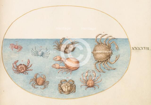 Animalia Aqvatilia et Cochiliata (Aqva): Plate XLVII, c. 1575/1580. Creator: Joris Hoefnagel.