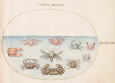 Animalia Aqvatilia et Cochiliata (Aqva): Plate XLVIII, c. 1575/1580. Creator: Joris Hoefnagel