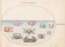 Animalia Aqvatilia et Cochiliata (Aqva): Plate XLVIII, c. 1575/1580. Creator: Joris Hoefnagel