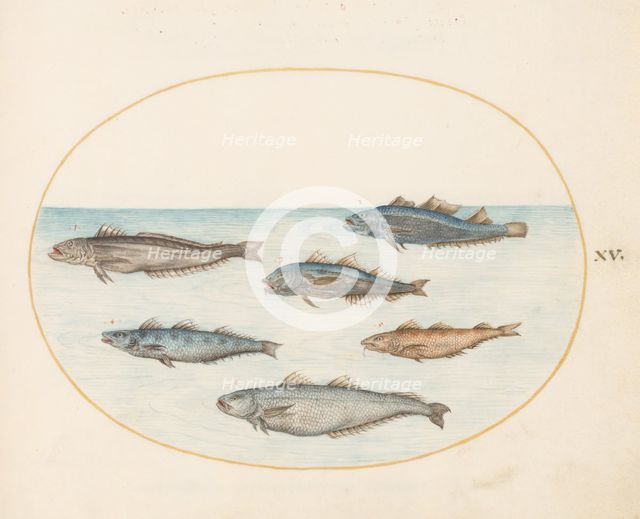 Animalia Aqvatilia et Cochiliata (Aqva): Plate XV, c. 1575/1580. Creator: Joris Hoefnagel.