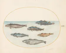 Animalia Aqvatilia et Cochiliata (Aqva): Plate XV, c. 1575/1580. Creator: Joris Hoefnagel