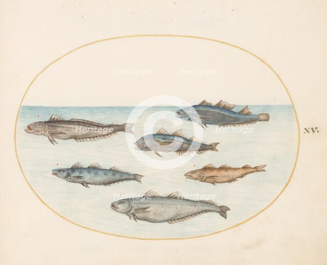 Animalia Aqvatilia et Cochiliata (Aqva): Plate XV, c. 1575/1580. Creator: Joris Hoefnagel.