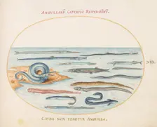 Animalia Aqvatilia et Cochiliata (Aqva): Plate XVI, c. 1575/1580. Creator: Joris Hoefnagel