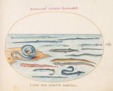 Animalia Aqvatilia et Cochiliata (Aqva): Plate XVI, c. 1575/1580. Creator: Joris Hoefnagel