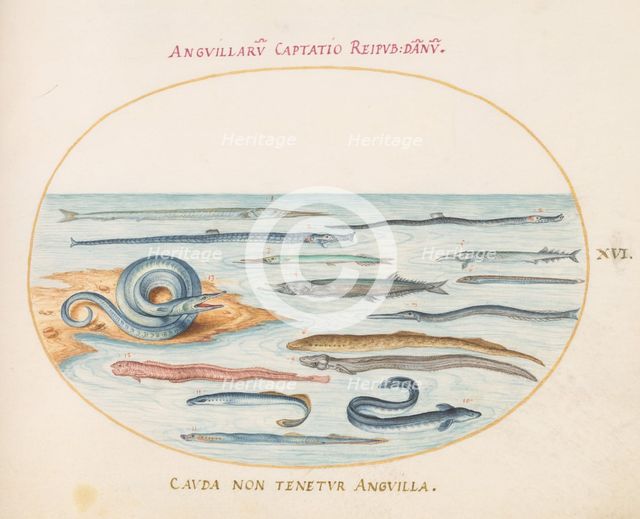 Animalia Aqvatilia et Cochiliata (Aqva): Plate XVI, c. 1575/1580. Creator: Joris Hoefnagel.