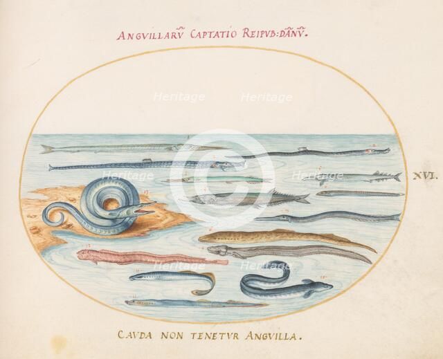 Animalia Aqvatilia et Cochiliata (Aqva): Plate XVI, c. 1575/1580. Creator: Joris Hoefnagel.