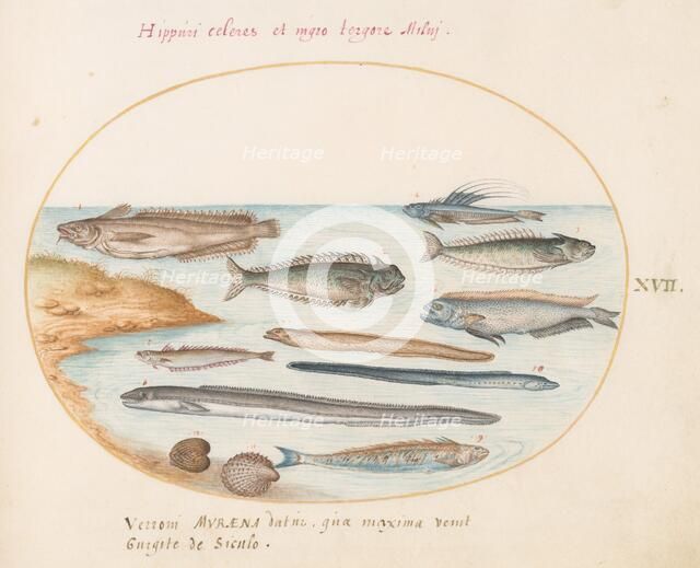 Animalia Aqvatilia et Cochiliata (Aqva): Plate XVII, c. 1575/1580. Creator: Joris Hoefnagel.