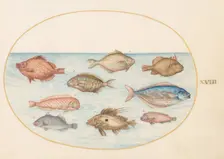 Animalia Aqvatilia et Cochiliata (Aqva): Plate XVIII, c. 1575/1580. Creator: Joris Hoefnagel