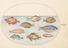 Animalia Aqvatilia et Cochiliata (Aqva): Plate XVIII, c. 1575/1580. Creator: Joris Hoefnagel