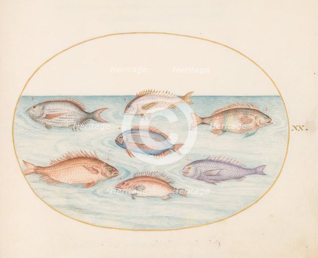 Animalia Aqvatilia et Cochiliata (Aqva): Plate XX, c. 1575/1580. Creator: Joris Hoefnagel.