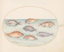 Animalia Aqvatilia et Cochiliata (Aqva): Plate XX, c. 1575/1580. Creator: Joris Hoefnagel