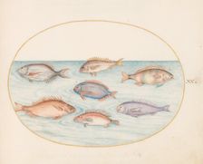 Animalia Aqvatilia et Cochiliata (Aqva): Plate XX, c. 1575/1580. Creator: Joris Hoefnagel