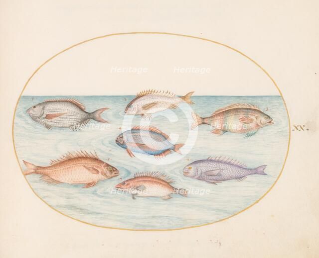 Animalia Aqvatilia et Cochiliata (Aqva): Plate XX, c. 1575/1580. Creator: Joris Hoefnagel.