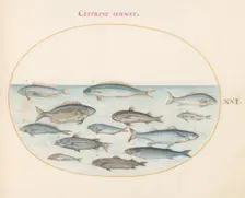 Animalia Aqvatilia et Cochiliata (Aqva): Plate XXI, c. 1575/1580. Creator: Joris Hoefnagel