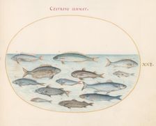 Animalia Aqvatilia et Cochiliata (Aqva): Plate XXI, c. 1575/1580. Creator: Joris Hoefnagel