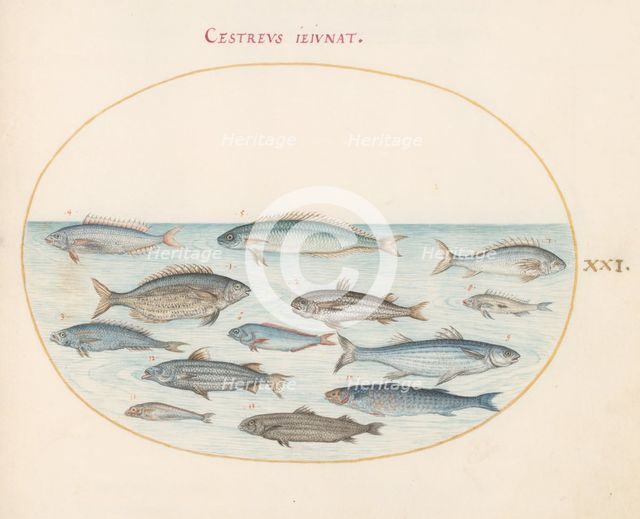 Animalia Aqvatilia et Cochiliata (Aqva): Plate XXI, c. 1575/1580. Creator: Joris Hoefnagel.
