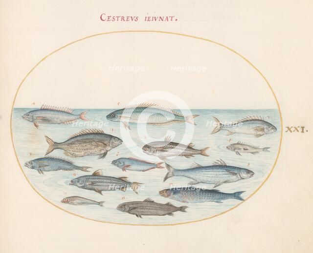 Animalia Aqvatilia et Cochiliata (Aqva): Plate XXI, c. 1575/1580. Creator: Joris Hoefnagel.