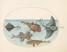 Animalia Aqvatilia et Cochiliata (Aqva): Plate XXIV, c. 1575/1580. Creator: Joris Hoefnagel