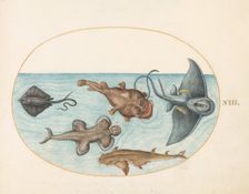 Animalia Aqvatilia et Cochiliata (Aqva): Plate XXIV, c. 1575/1580. Creator: Joris Hoefnagel
