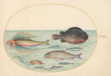 Animalia Aqvatilia et Cochiliata (Aqva): Plate XXIV, c. 1575/1580. Creator: Joris Hoefnagel