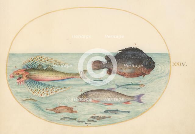 Animalia Aqvatilia et Cochiliata (Aqva): Plate XXIV, c. 1575/1580. Creator: Joris Hoefnagel.