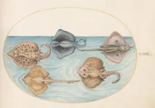 Animalia Aqvatilia et Cochiliata (Aqva): Plate XXIX, c. 1575/1580. Creator: Joris Hoefnagel