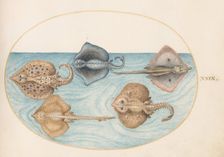 Animalia Aqvatilia et Cochiliata (Aqva): Plate XXIX, c. 1575/1580. Creator: Joris Hoefnagel
