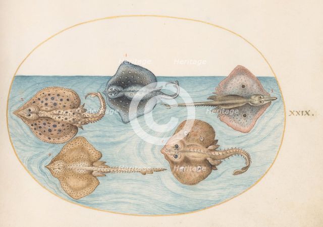 Animalia Aqvatilia et Cochiliata (Aqva): Plate XXIX, c. 1575/1580. Creator: Joris Hoefnagel.