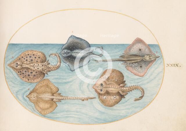 Animalia Aqvatilia et Cochiliata (Aqva): Plate XXIX, c. 1575/1580. Creator: Joris Hoefnagel.