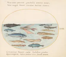 Animalia Aqvatilia et Cochiliata (Aqva): Plate XXII, c. 1575/1580. Creator: Joris Hoefnagel