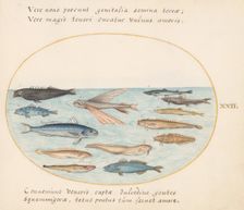 Animalia Aqvatilia et Cochiliata (Aqva): Plate XXII, c. 1575/1580. Creator: Joris Hoefnagel
