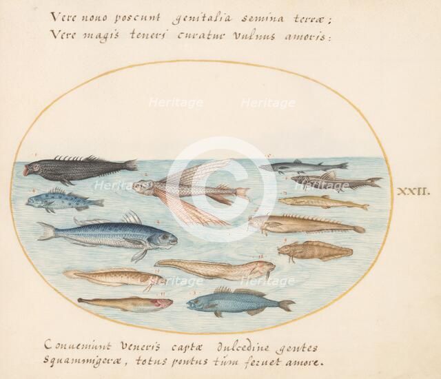 Animalia Aqvatilia et Cochiliata (Aqva): Plate XXII, c. 1575/1580. Creator: Joris Hoefnagel.