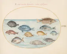 Animalia Aqvatilia et Cochiliata (Aqva): Plate XXIII, c. 1575/1580. Creator: Joris Hoefnagel